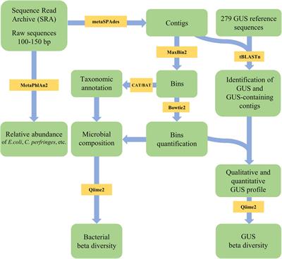 β-Glucuronidase Pattern Predicted From Gut Metagenomes Indicates Potentially Diversified Pharmacomicrobiomics